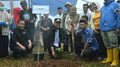 Bibit Kopi