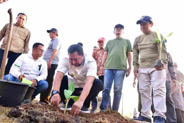 budidaya pisang