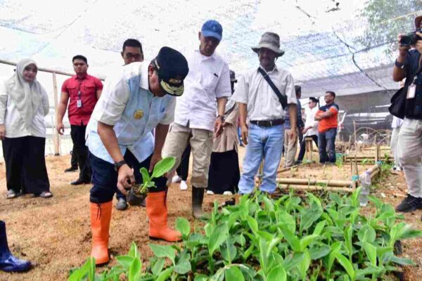 Pembibitan Pisang