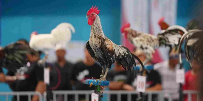 Ayam Ketawa
