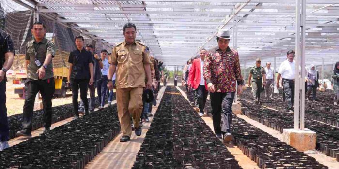 Budidaya Pisang