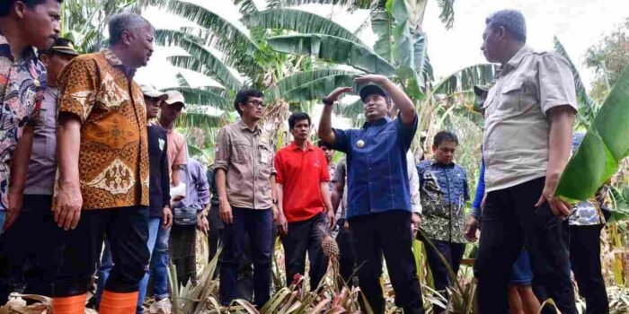 Pisang