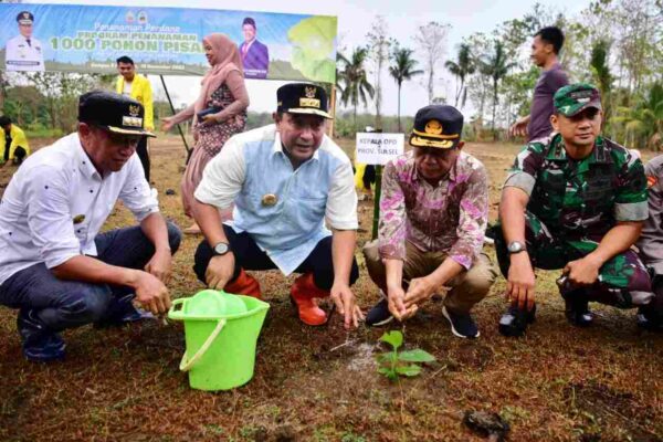 Pisang Cavendish