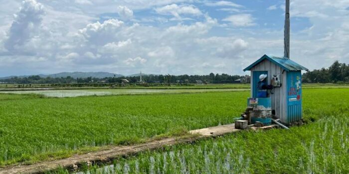 Petani